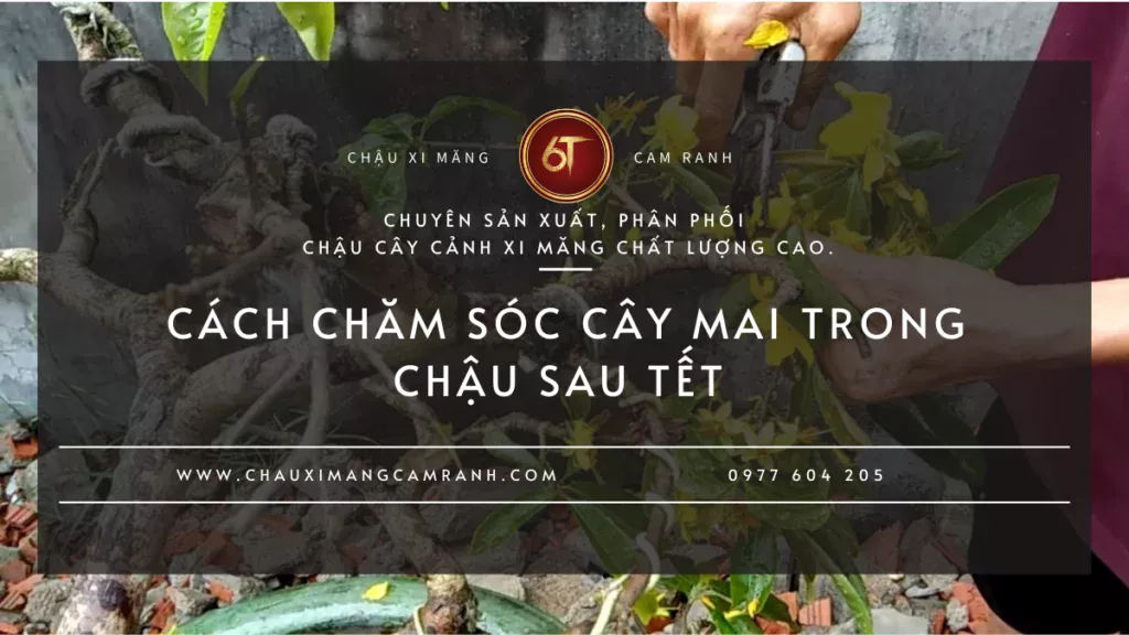 Cách Chăm Sóc Cây Mai Trong Chậu Sau Tết Quy Trình Phục Hồi, Thay Đất Và Nuôi Cây