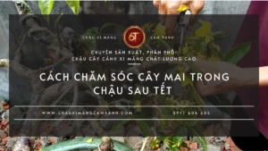 Cách Chăm Sóc Cây Mai Trong Chậu Sau Tết Quy Trình Phục Hồi, Thay Đất Và Nuôi Cây