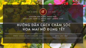 Hướng Dẫn Cách Chăm Sóc Hoa Mai Nở Đúng Tết