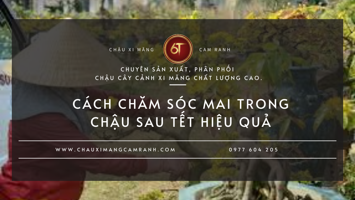 Cách Chăm Sóc Mai Trong Chậu Sau Tết Hiệu Quả