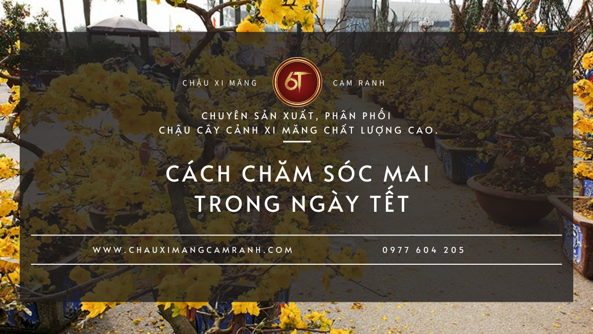 Cách Chăm Sóc Mai Trong Ngày Tết