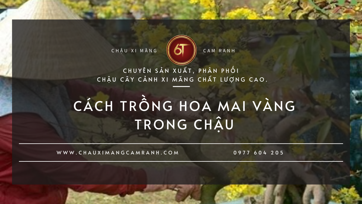 Cách Trồng Hoa Mai Vàng Trong Chậu| Kỹ Thuật Chăm Cây Khỏe, Ra Hoa Đẹp
