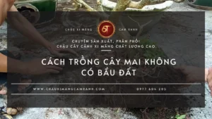 Cách Trồng Cây Mai Không Có Bầu Đất| Hướng Dẫn Phục Hồi, Vào Chậu
