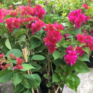 Cây Hoa Giấy Công Trình