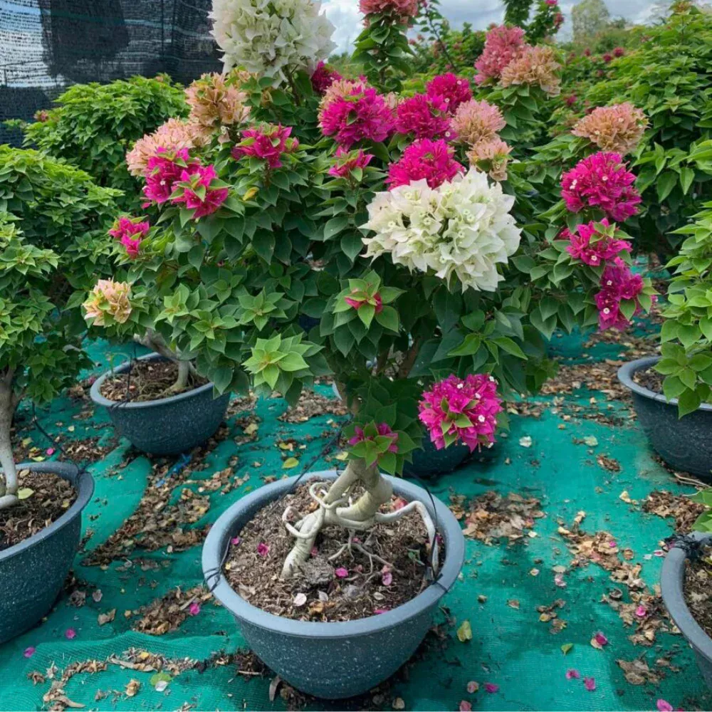 Cây hoa giấy Mỹ lá nhỏ hai màu hồng trắng nhìn cận cảnh