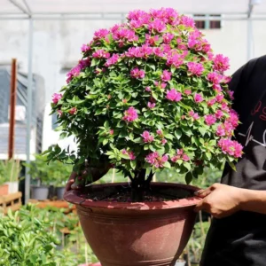 Cây hoa giấy Mỹ lá nhỏ tán tròn trong chậu đỏ