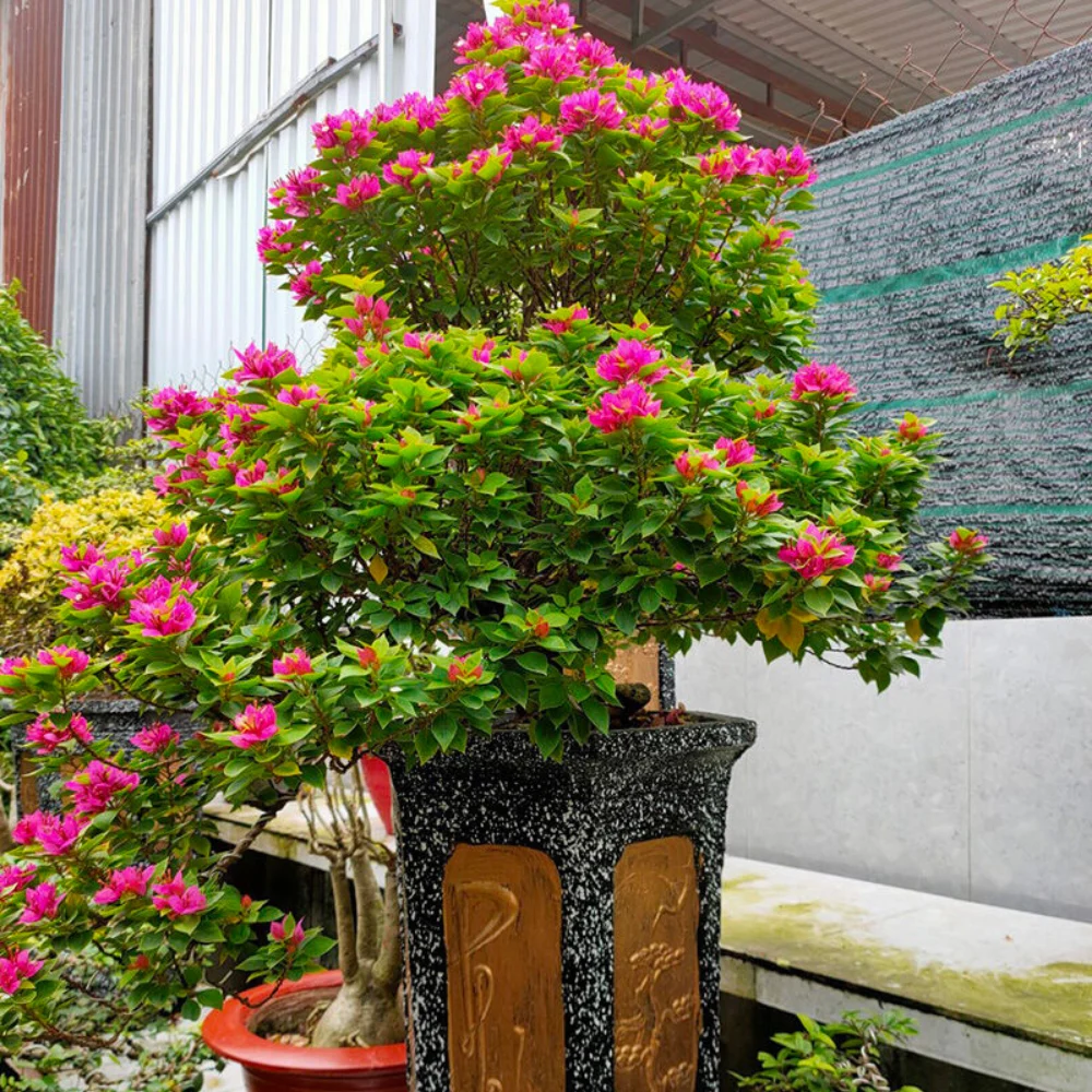 Cây hoa giấy Mỹ lá nhỏ tán tròn trồng trong chậu