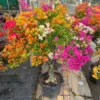 Cây hoa giấy ngũ sắc Thái Lan dáng bonsai trồng chậu