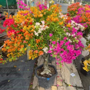 Cây hoa giấy ngũ sắc Thái Lan dáng bonsai trồng chậu