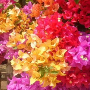 Cận cảnh hoa giấy ngũ sắc Thái Lan nhiều màu cam, đỏ, vàng