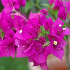 Cận cảnh hoa giấy xác pháo màu tím hồng