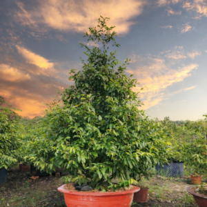 Alternative view of Mai Vàng Trồng Chậu Đỏ Truyền Thống