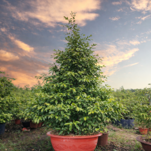 Mai Vàng Trồng Chậu Đỏ Truyền Thống