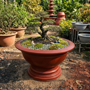 Chậu Xi Măng Màu Đỏ Truyền Thống Trồng Mai