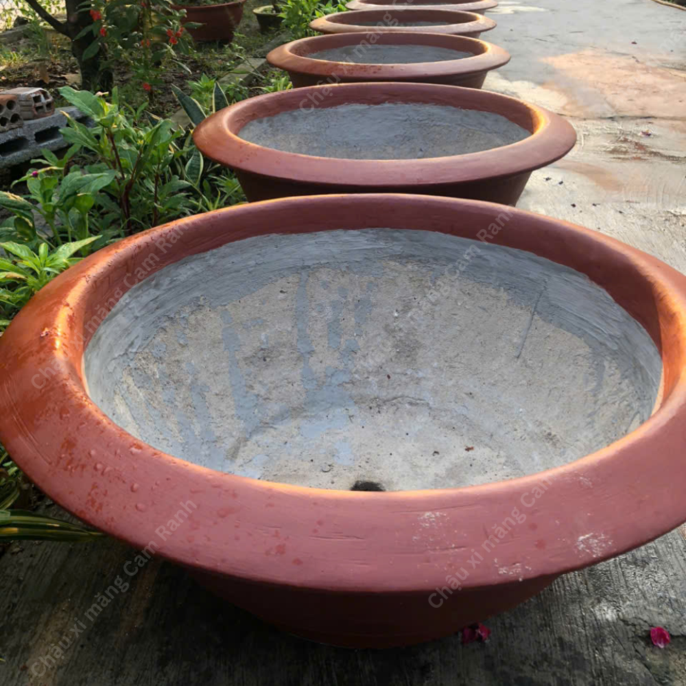 Chậu Xi Măng Màu Đỏ Truyền Thống Trồng Mai - Ảnh 3