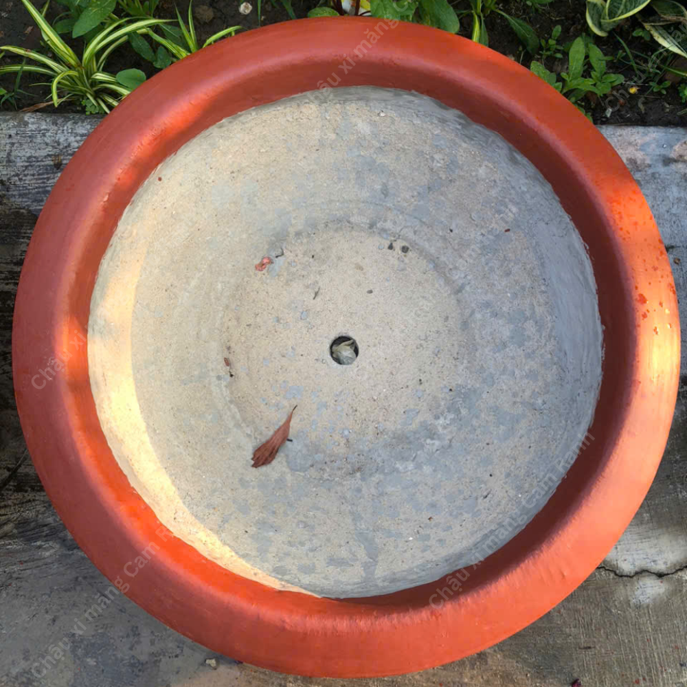 Chậu Xi Măng Màu Đỏ Truyền Thống Trồng Mai - Ảnh 2