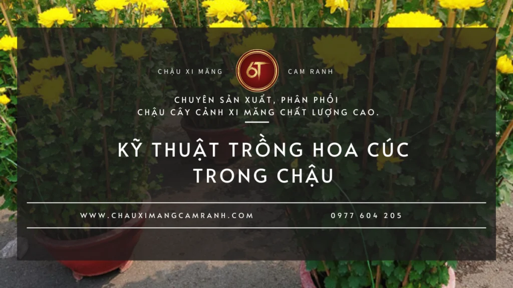Kỹ Thuật Trồng Hoa Cúc Trong Chậu| Quy Trình Từ Chọn Giống Đến Chăm Hoa