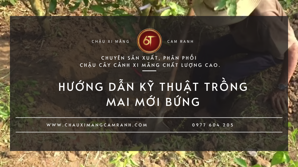 Hướng Dẫn Kỹ Thuật Trồng Mai Mới Bứng Và Cách Bứng Vào Chậu