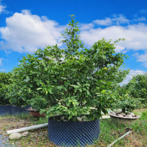 Mai Vườn 3-15 Năm