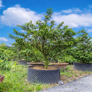 Alternative view of Mai Vườn 3-15 Năm