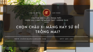 Tổng Hợp CácMẫu Chậu Xi Măng Đẹp Được Ưa Chuộng Hiện Nay