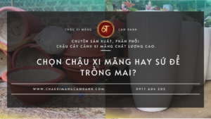 Chọn Chậu Xi Măng Hay Sứ Để Trồng Mai? So Sánh Chi Tiết Để Chọn Đúng Loại Chậu