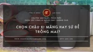 Chọn Chậu Xi Măng Hay Sứ Để Trồng Mai? So Sánh Chi Tiết Để Chọn Đúng Loại Chậu