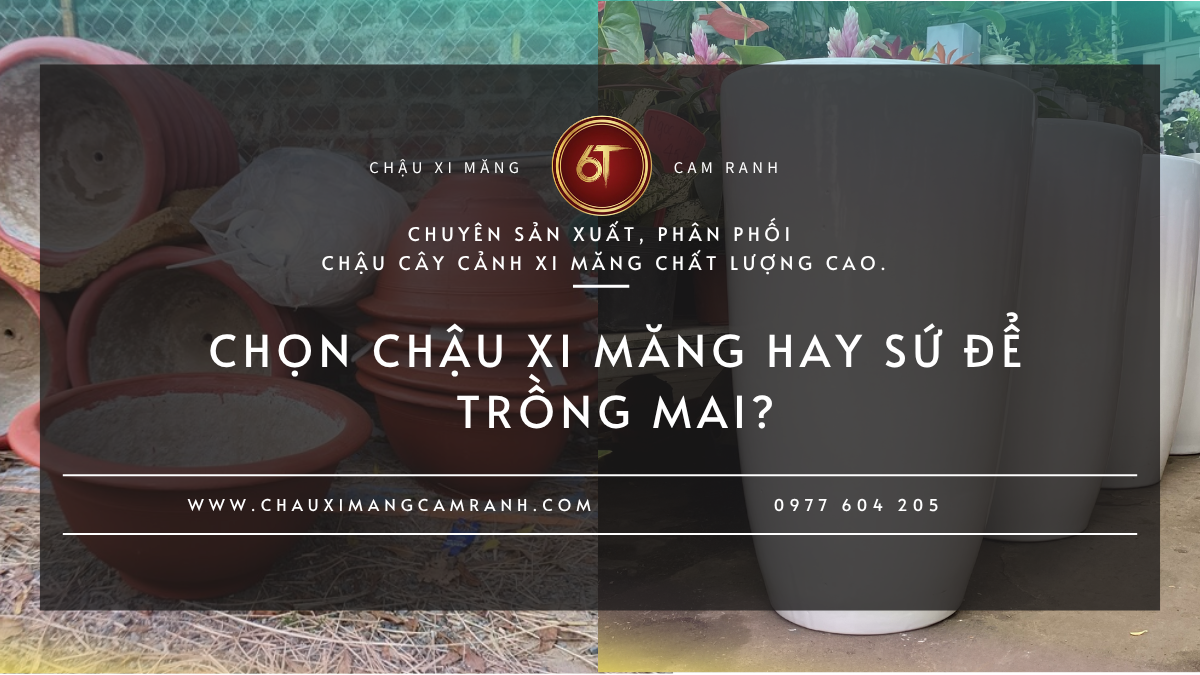 Chọn Chậu Xi Măng Hay Sứ Để Trồng Mai? So Sánh Chi Tiết Để Chọn Đúng Loại Chậu