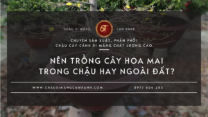 Nên Trồng Cây Hoa Mai Trong Chậu Hay Ngoài Đất?