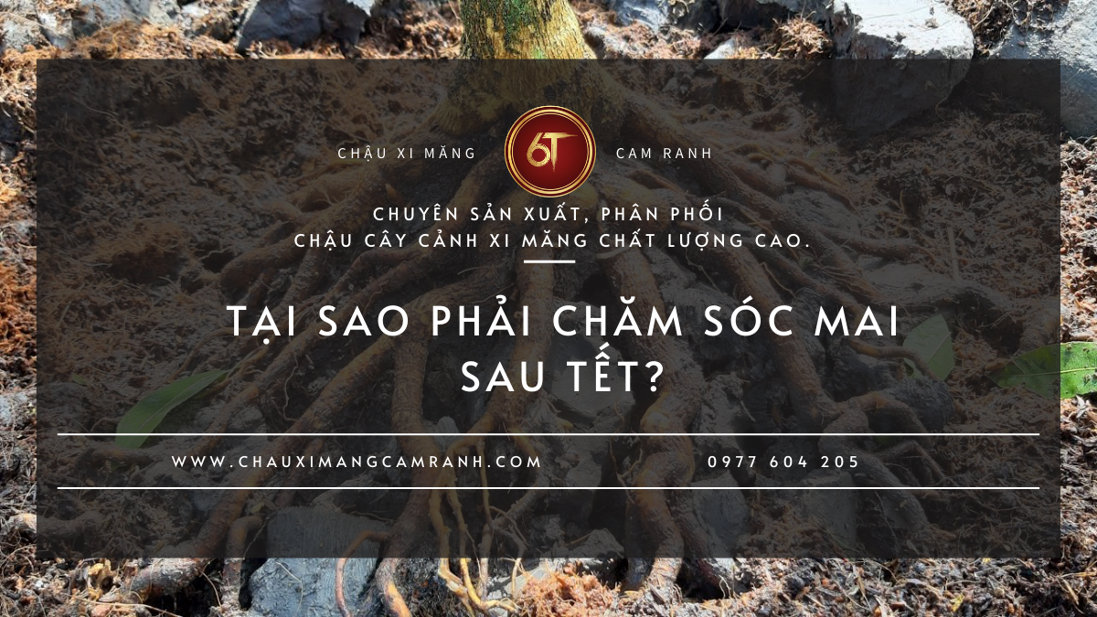 Tại Sao Phải Chăm Sóc Mai Sau Tết?