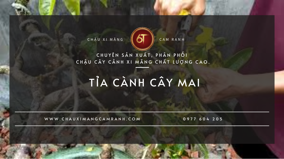 Tỉa Cành Cây Mai