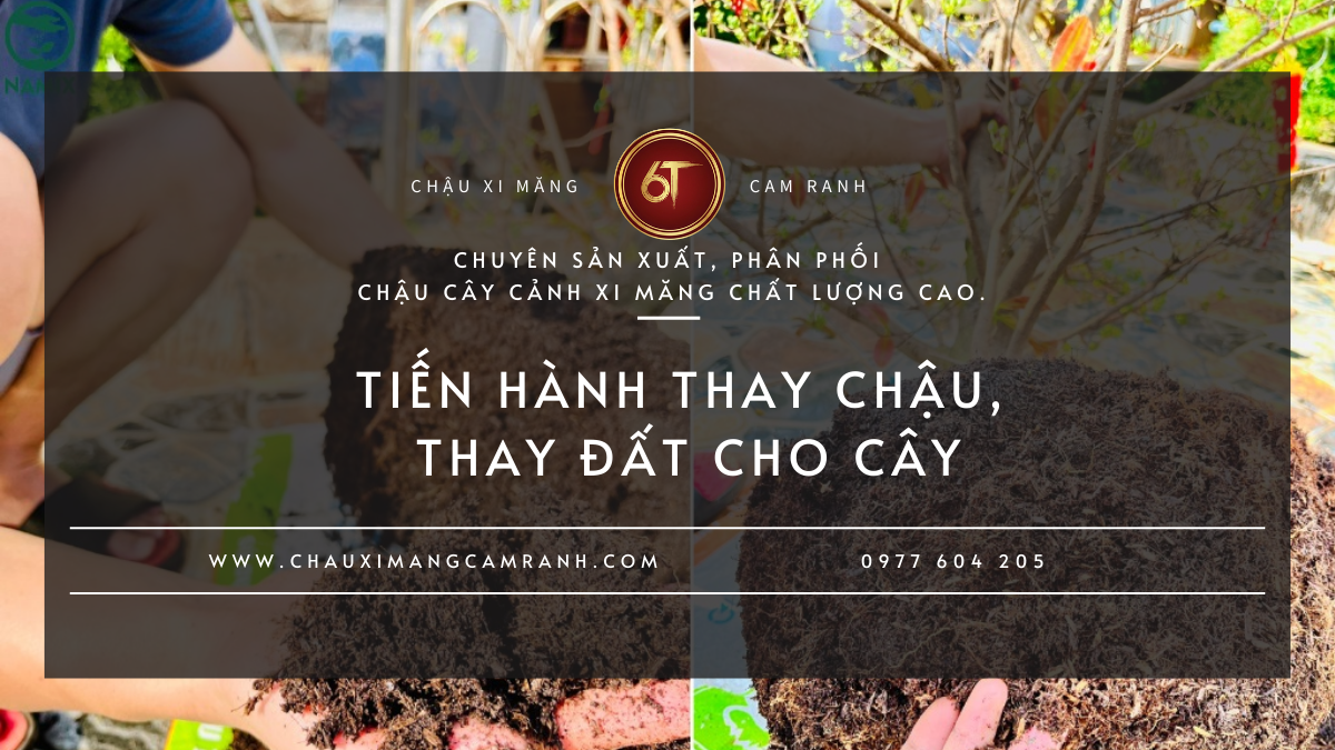 Tiến Hành Thay Chậu, Thay Đất Cho Cây