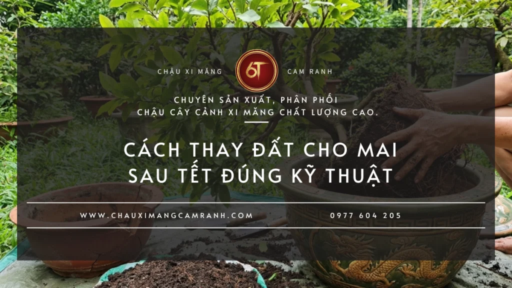 Cách Thay Đất Cho Mai Sau Tết Đúng Kỹ Thuật Để Cây Phục Hồi Nhanh