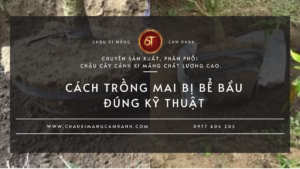 Cách Trồng Mai Bị Bể Bầu Đúng Kỹ Thuật Để Cây Nhanh Hồi Phục