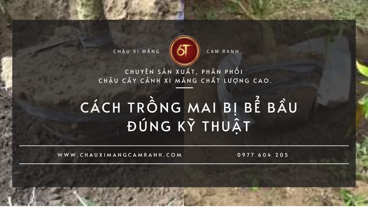 Cách Trồng Mai Bị Bể Bầu Đúng Kỹ Thuật Để Cây Nhanh Hồi Phục