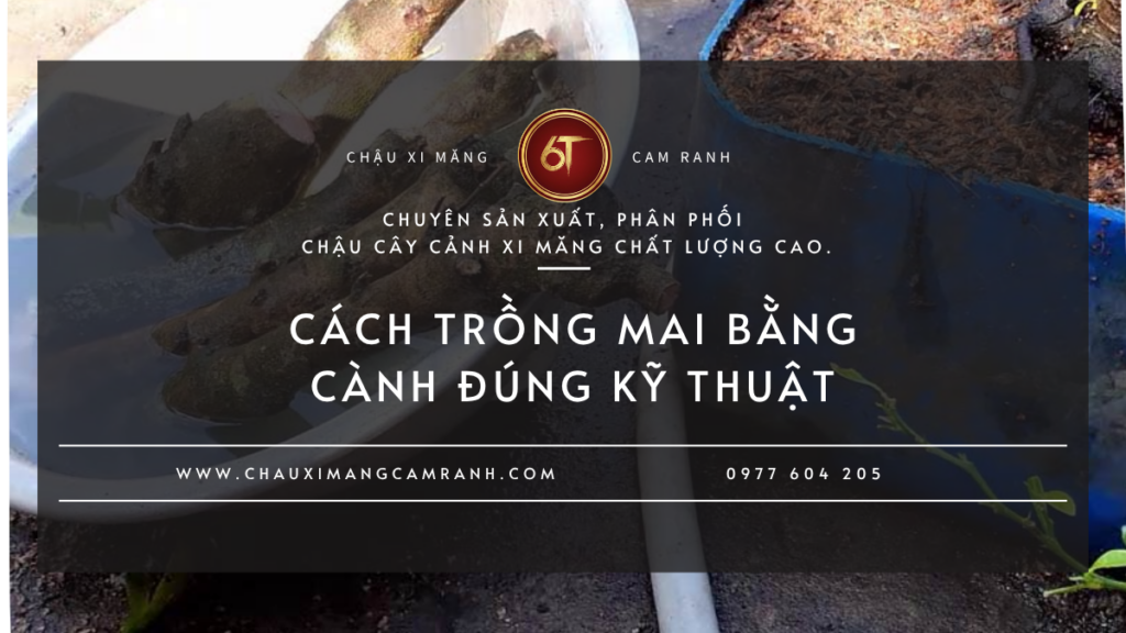Cách Trồng Mai Bằng Cành Đúng Kỹ Thuật Để Nhanh Ra Rễ