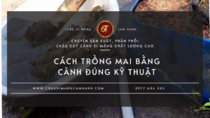 Cách Trồng Mai Bằng Cành Đúng Kỹ Thuật Để Nhanh Ra Rễ