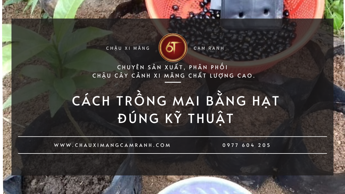 Cách Trồng Mai Bằng Hạt Đúng Kỹ Thuật Để Hạt Nhanh Nảy Mầm