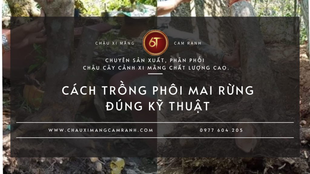 Cách Trồng Phôi Mai Rừng Đúng Kỹ Thuật Tỷ Lệ Sống Cao