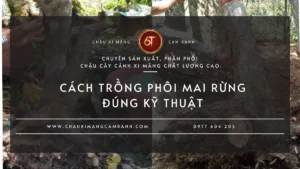 Cách Trồng Phôi Mai Rừng Đúng Kỹ Thuật Tỷ Lệ Sống Cao