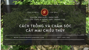 Cách Trồng Và Chăm Sóc Cây Mai Chiếu Thủy Đúng Cách Để Cây Khỏe