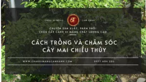 Cách Trồng Và Chăm Sóc Cây Mai Chiếu Thủy Đúng Cách Để Cây Khỏe