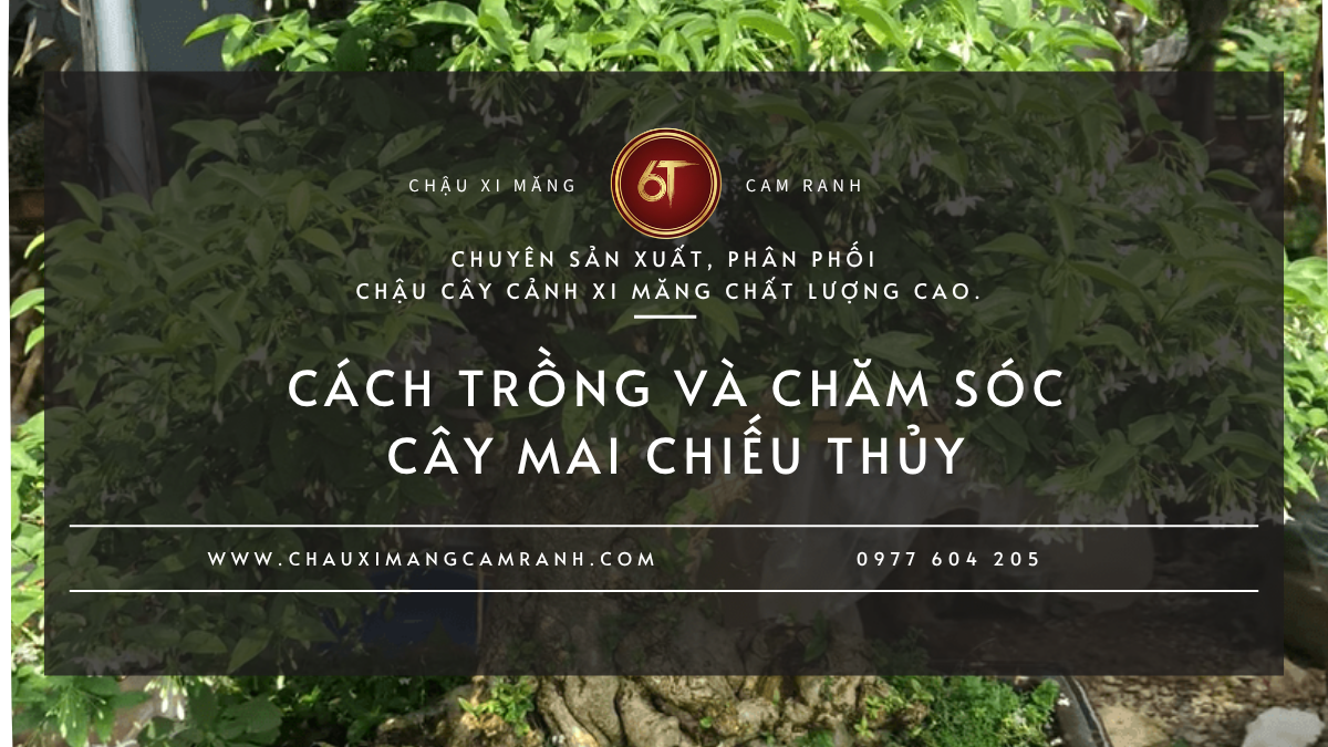 Cách Trồng Và Chăm Sóc Cây Mai Chiếu Thủy Đúng Cách Để Cây Khỏe