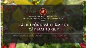 Cách Trồng Và Chăm Sóc Cây Mai Tứ Quý Đúng Kỹ Thuật Để Cây Khỏe