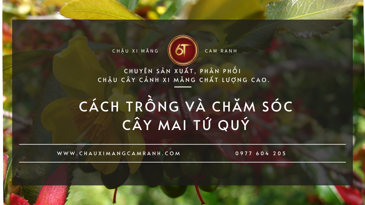 Cách Trồng Và Chăm Sóc Cây Mai Tứ Quý Đúng Kỹ Thuật Để Cây Khỏe