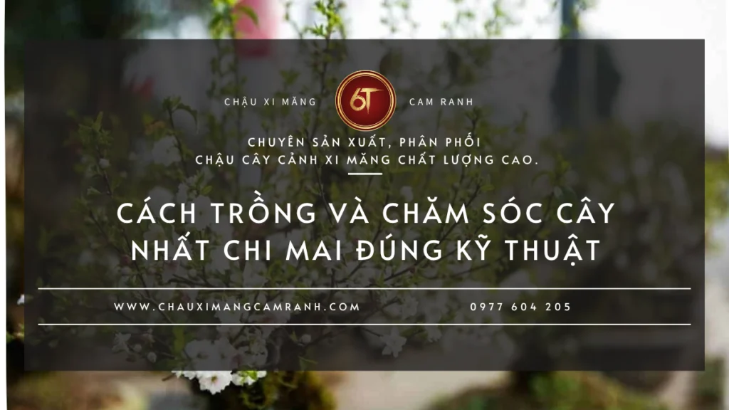 Cách Trồng Và Chăm Sóc Cây Nhất Chi Mai Đúng Kỹ Thuật Để Cây Khỏe