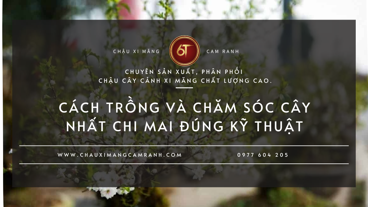 Cách Trồng Và Chăm Sóc Cây Nhất Chi Mai Đúng Kỹ Thuật Để Cây Khỏe
