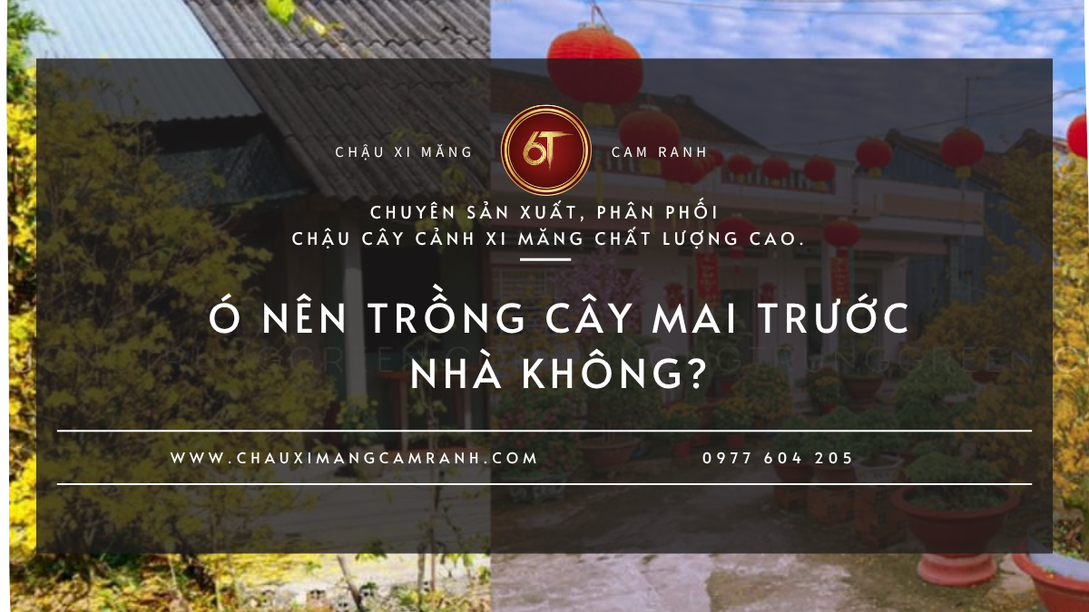 Có Nên Trồng Cây Mai Trước Nhà Không?