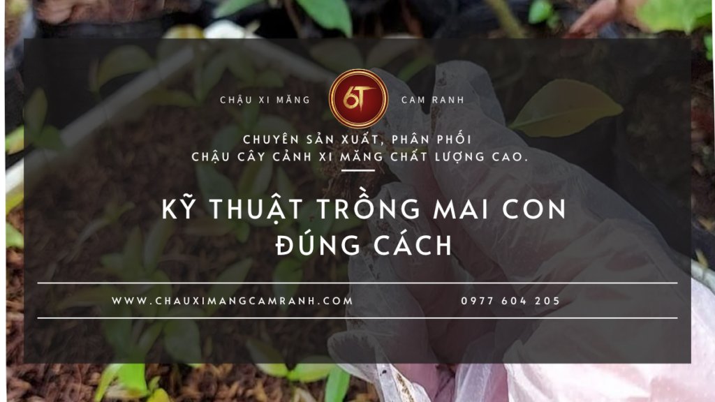 Kỹ Thuật Trồng Mai Con Đúng Cách Để Cây Nhanh Lớn