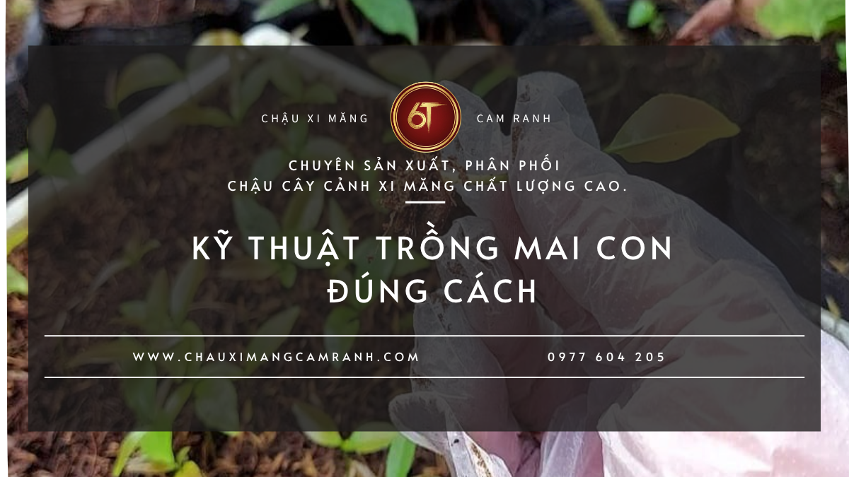 Kỹ Thuật Trồng Mai Con Đúng Cách Để Cây Nhanh Lớn